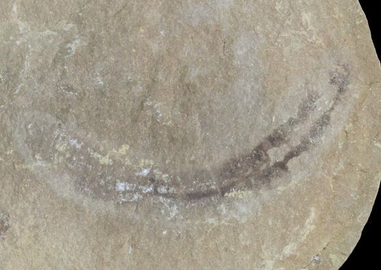 Astreptoscolex Fossil Worm (Pos/Neg) - Mazon Creek #70601